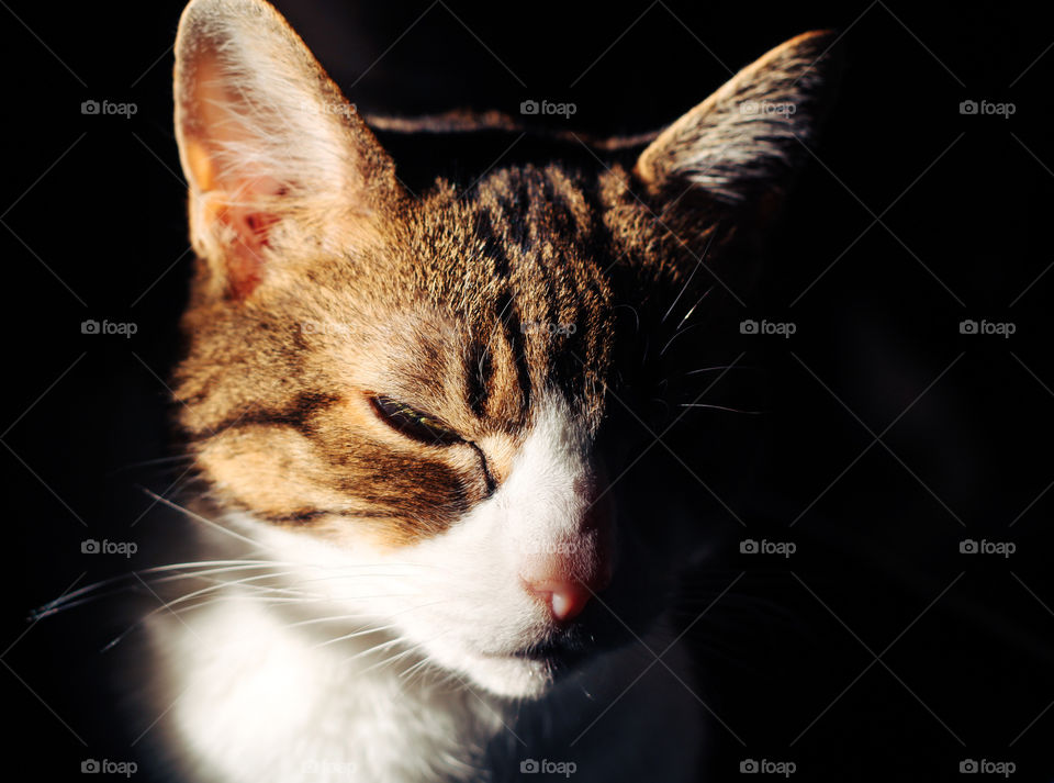 A cat with half closed eyes sits with her face partially in the light