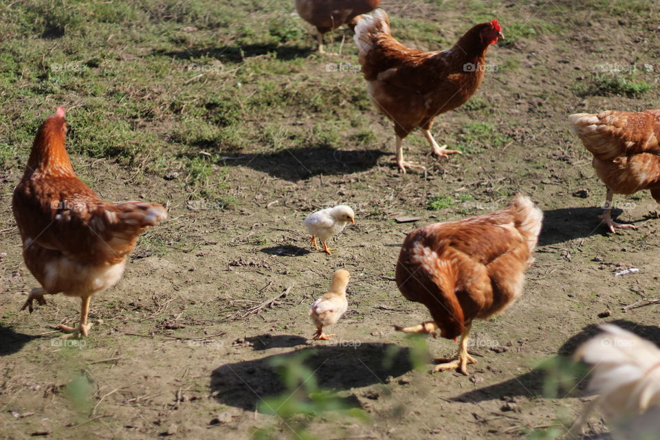 Poultry, Bird, Hen, Farm, Dame