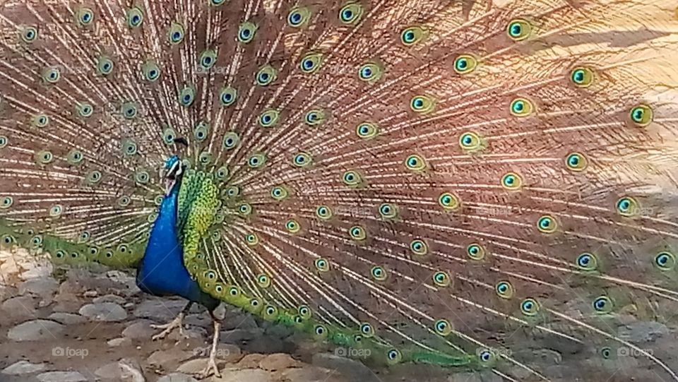 peacock