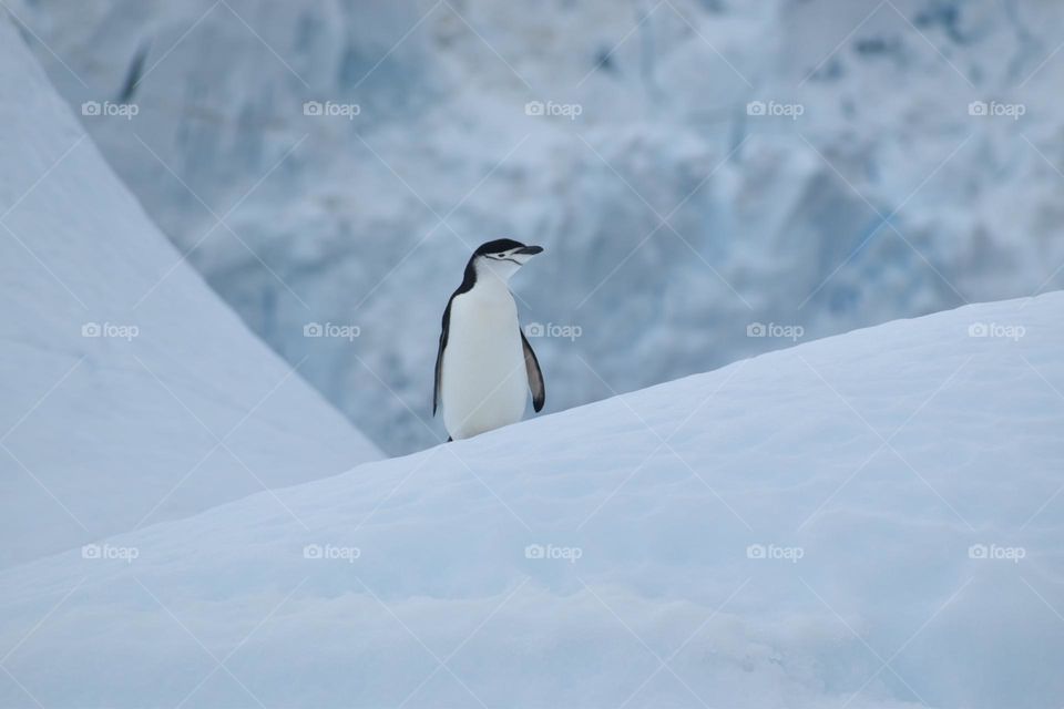 Wildlife on an ice berg