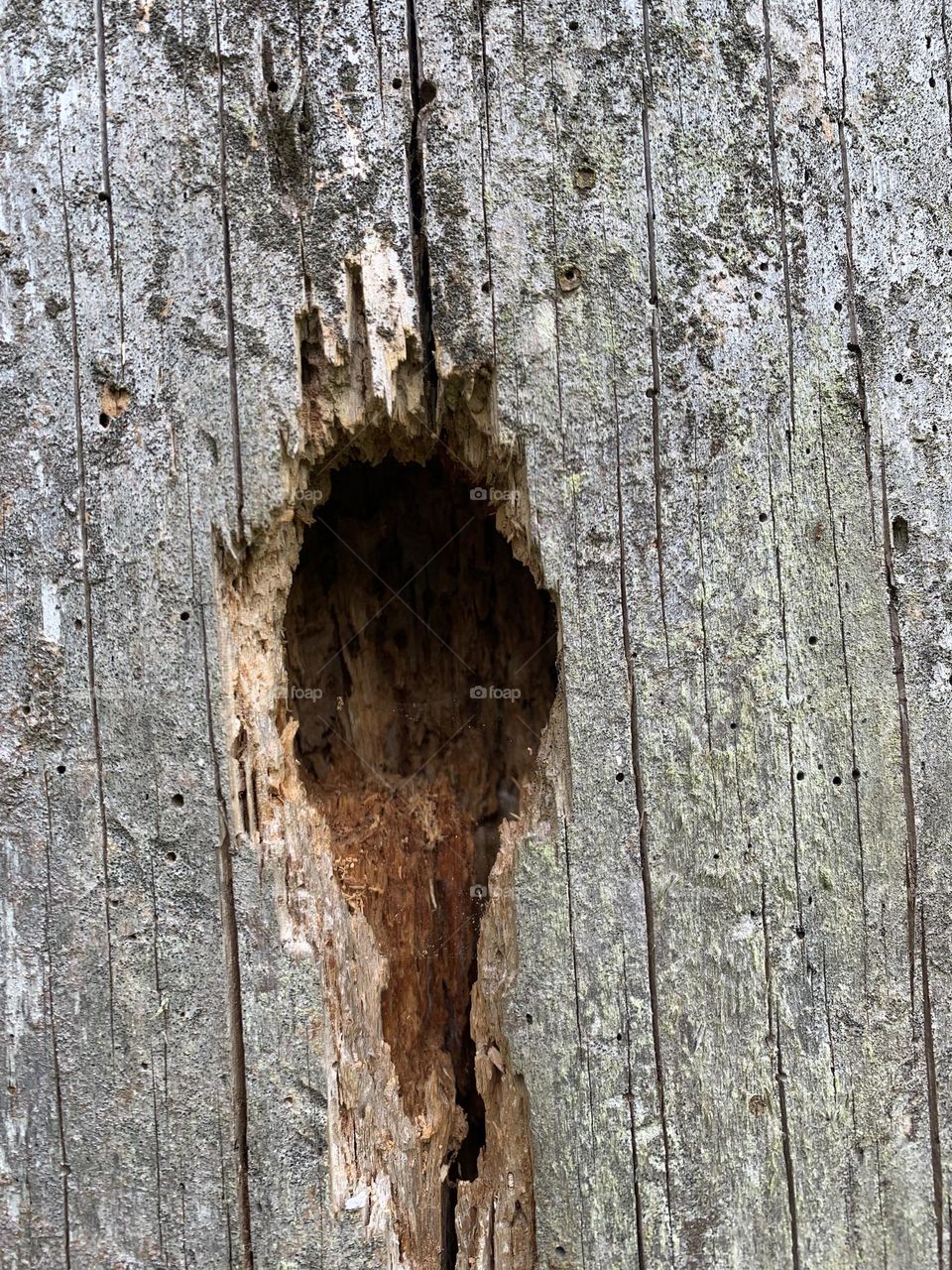 dead tree trunk still standing with clear signs of connection with insects and a typical woodpecker excavation