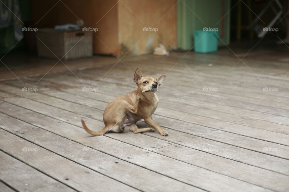 litltle chivava dog on the porch. dog  sketching in front the house