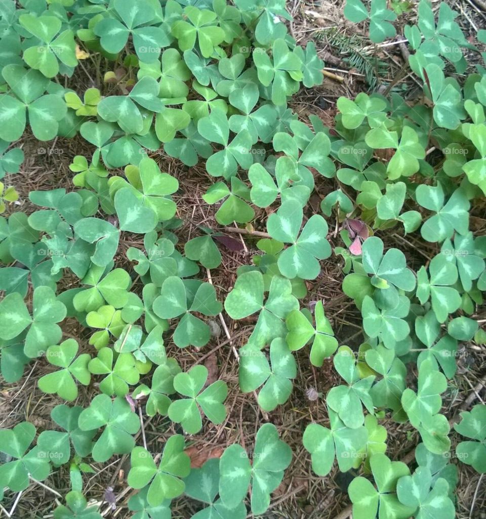 Clover Patch. A patch of clover at the Grotto in Portland