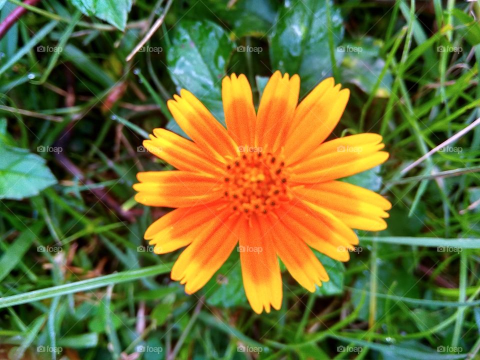 Flower like sunflower growing in a grass plant after rainy season
