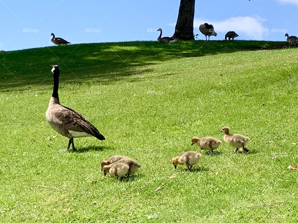 A family of geese in the wild walking on the green hills 