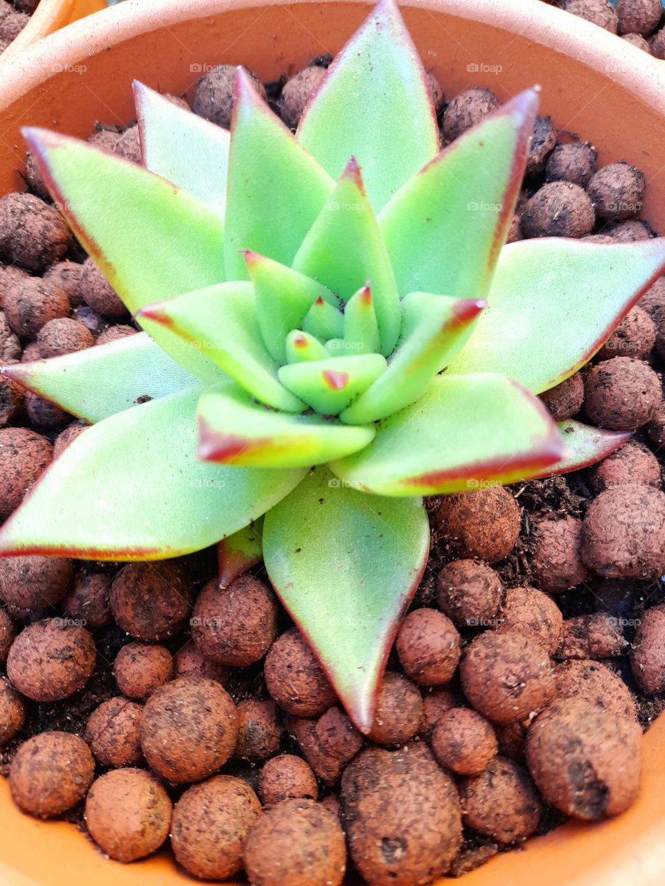 succulent