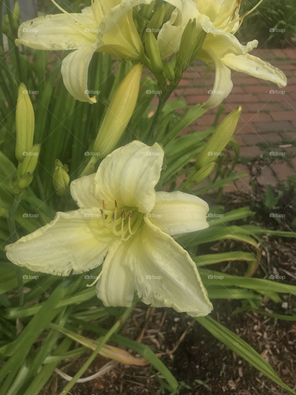 Yellow Lily