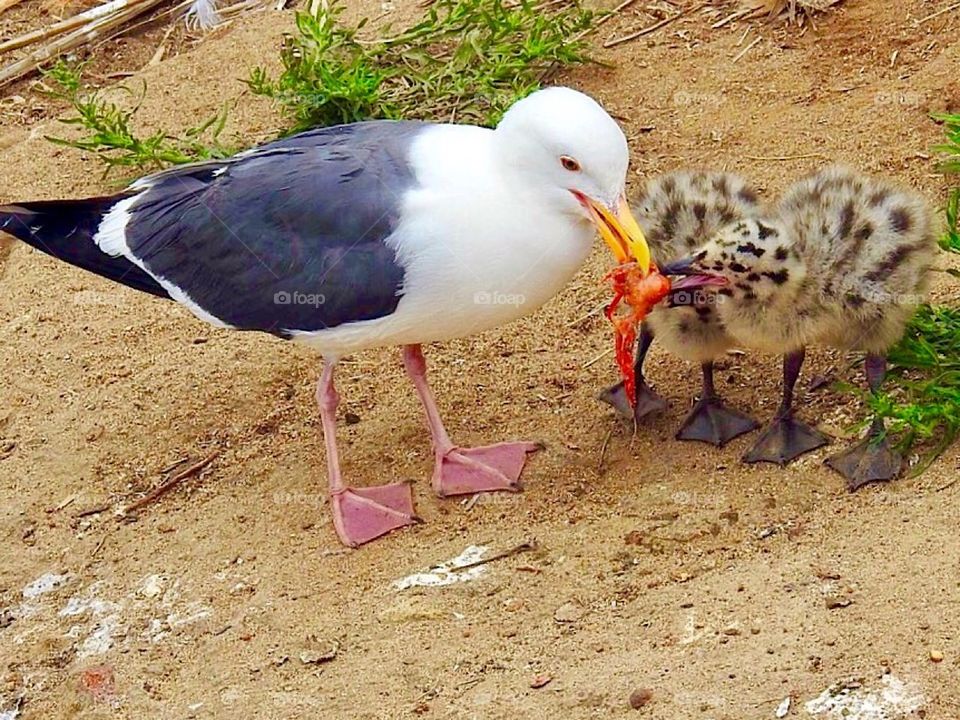 Seagull with babies