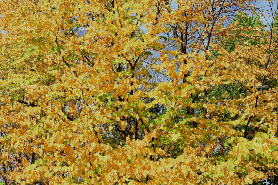 Close-up of autumn tree