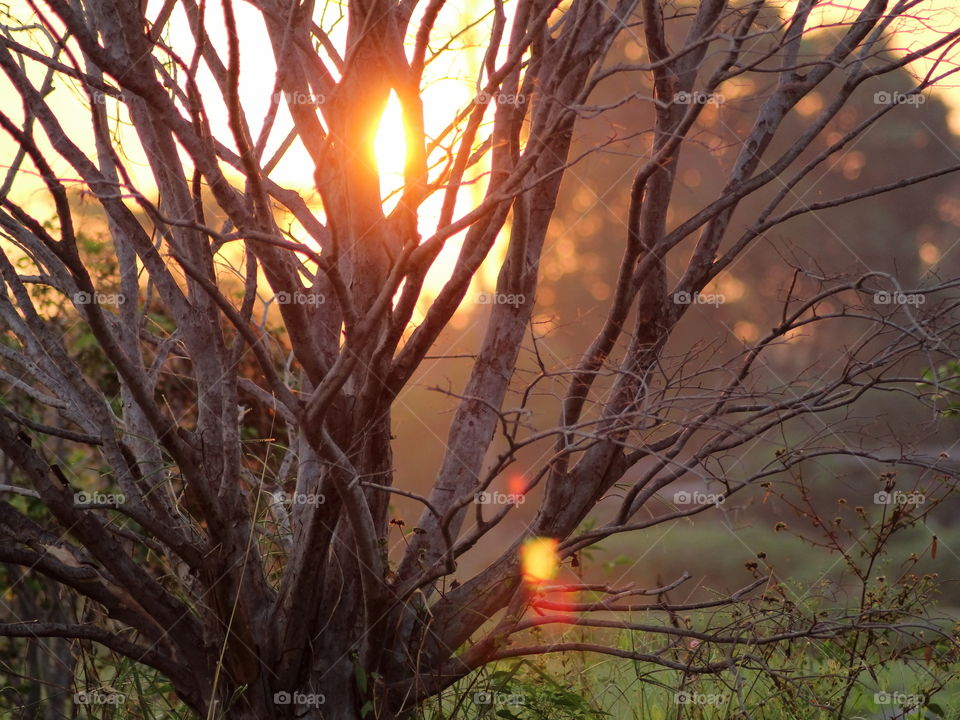 Beautiful sunrise at the garden just in front of my dorm. I tried to take several photos from different angles and finally I got this one.