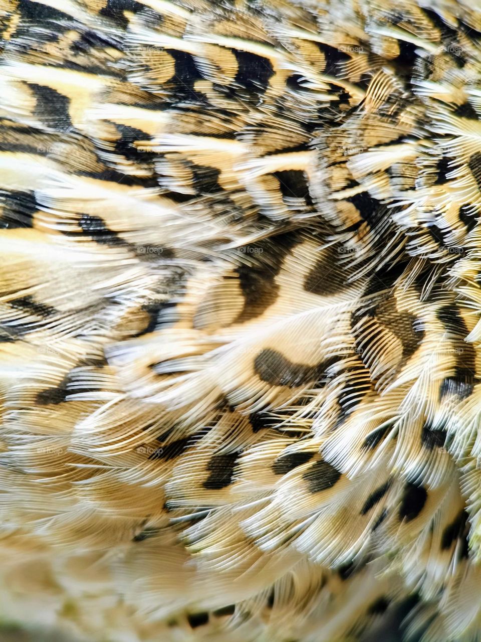 Close up of the feathers of a female quail bird.