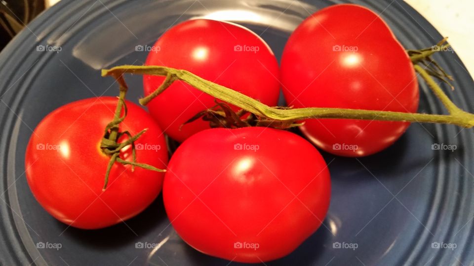 Tomatoes on the Vine. Tomatoes on the Vine 