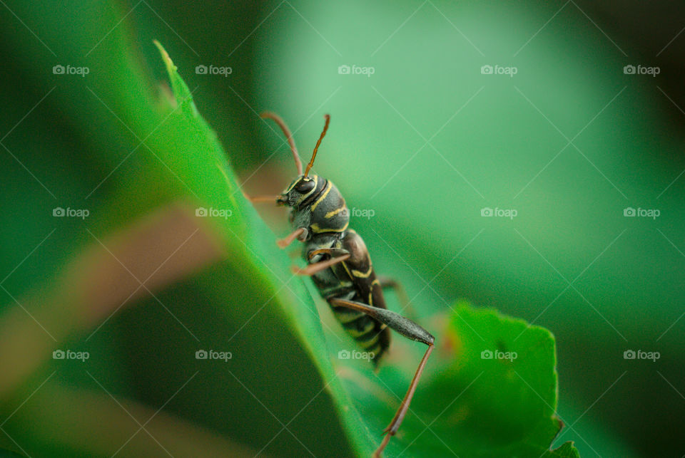 Close-up of wasp on leaf