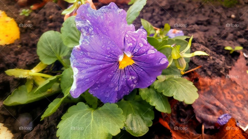 Flower after rain