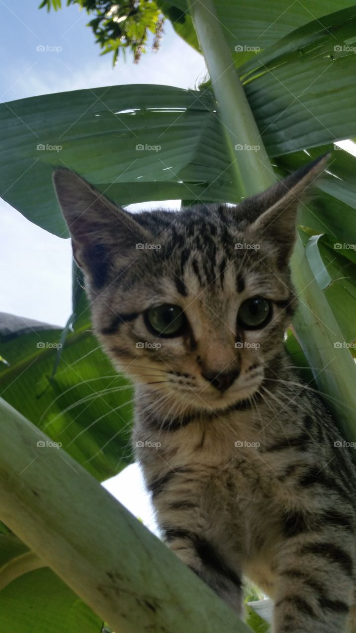 Cat Egyptian Mau