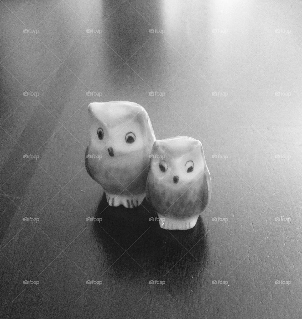 Owl family 