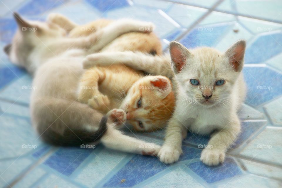 Three kittens playing