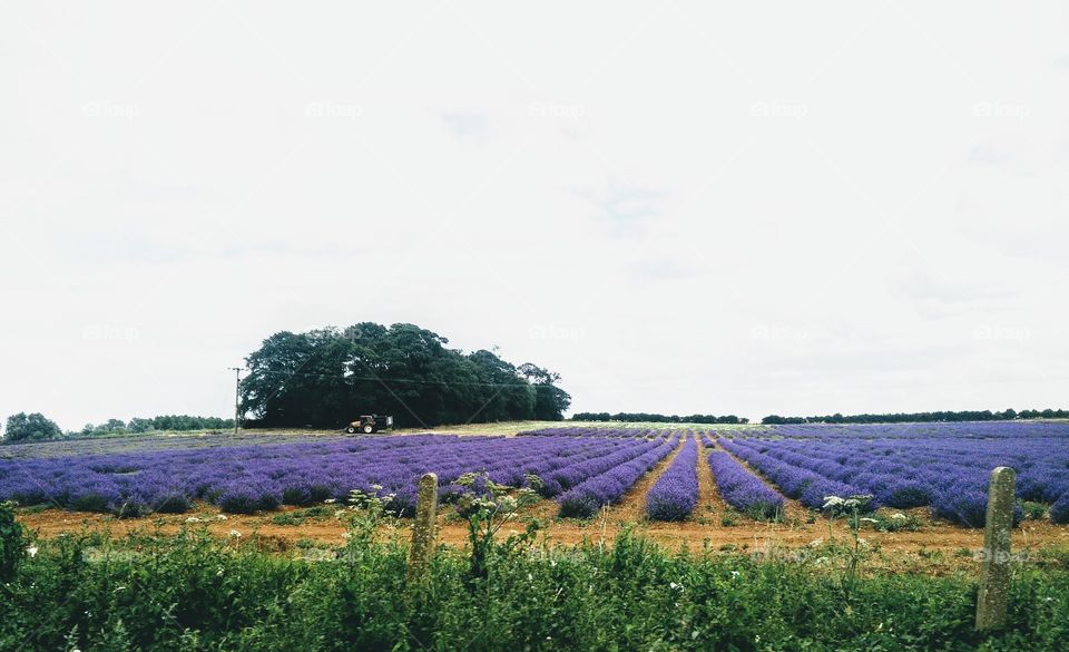 Colourful Lavender fields in Norfolk, UK