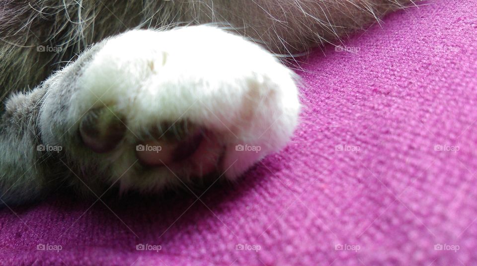 paw close up
