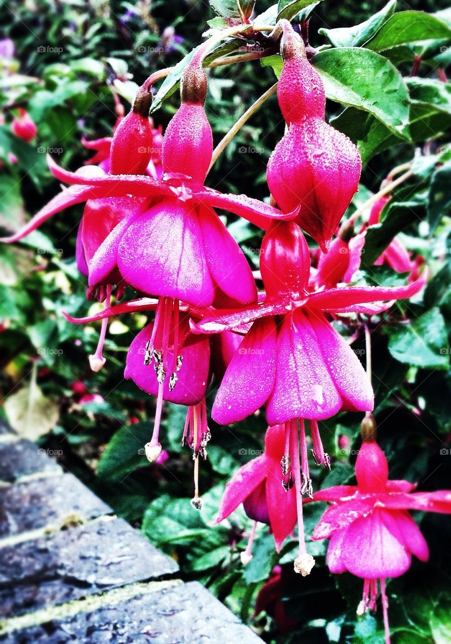 flowers pink united kingdom park by hannahdagogo