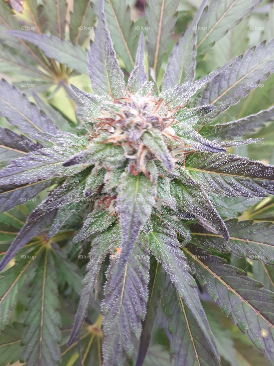 purple marijuana