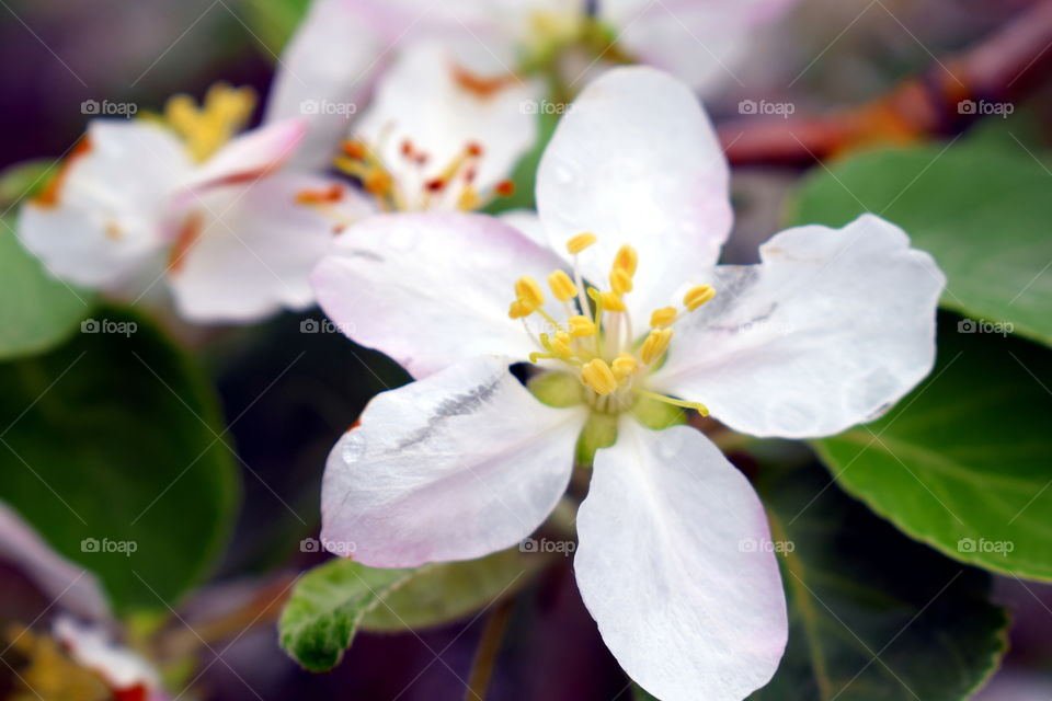 flowering Crabapple