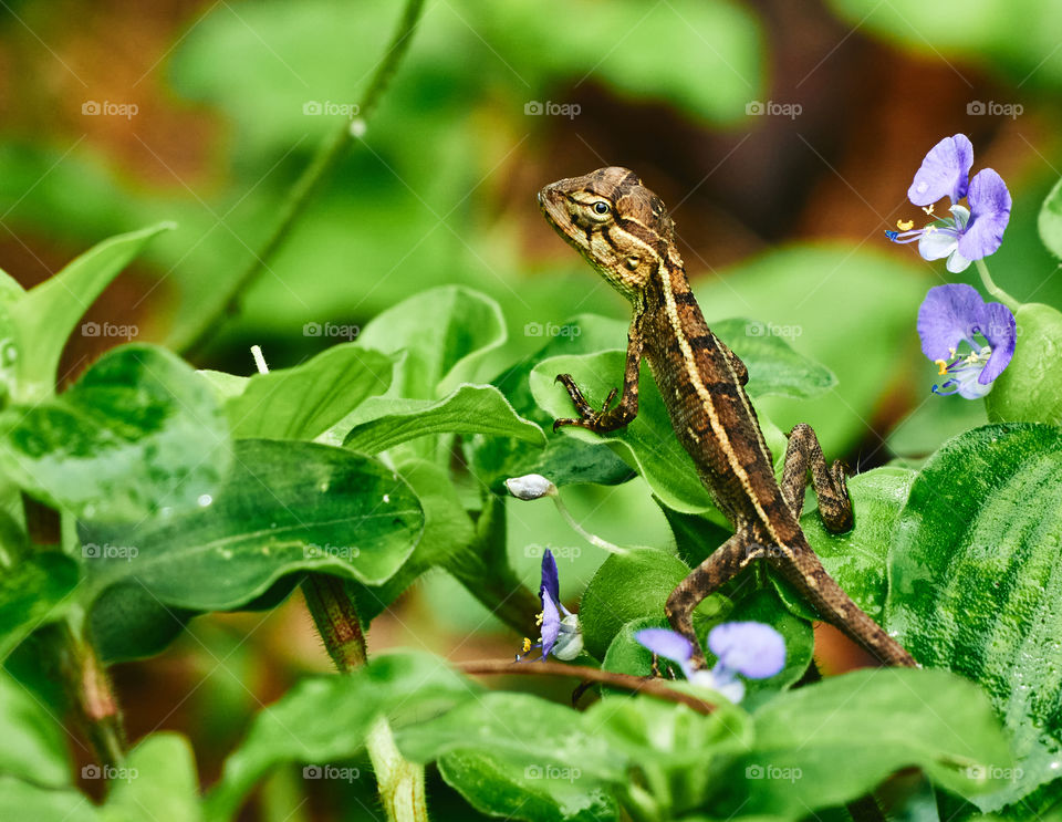 Garden lizard  - natural beauty- backyard