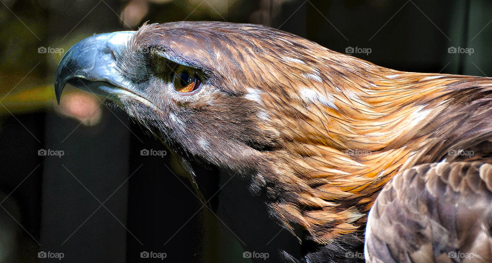 red zoo tail hawk by delvec