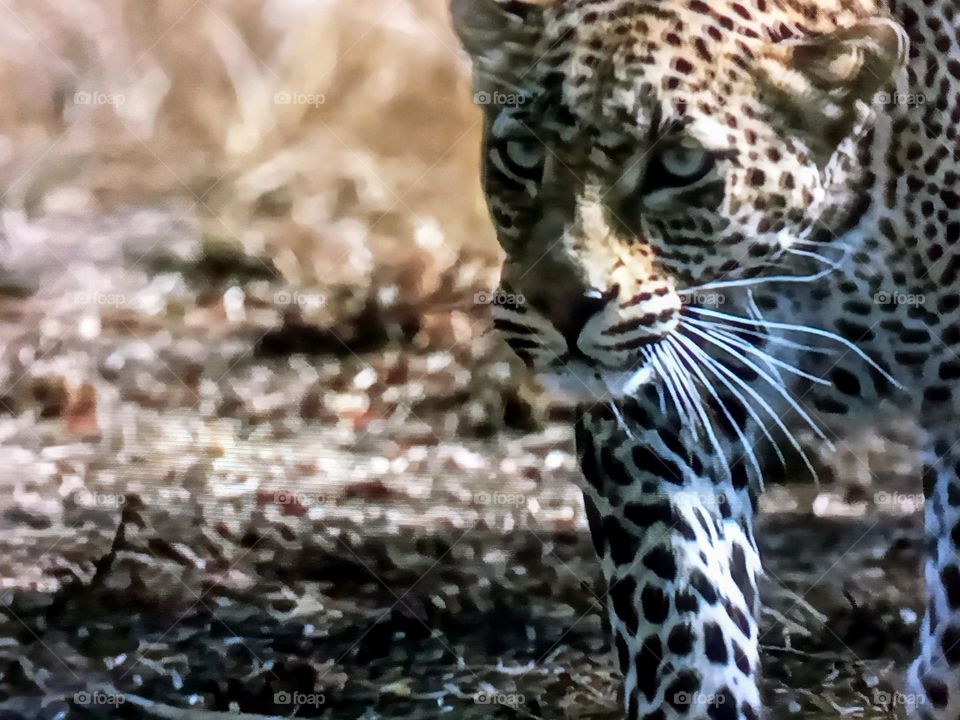 one Tiger photography