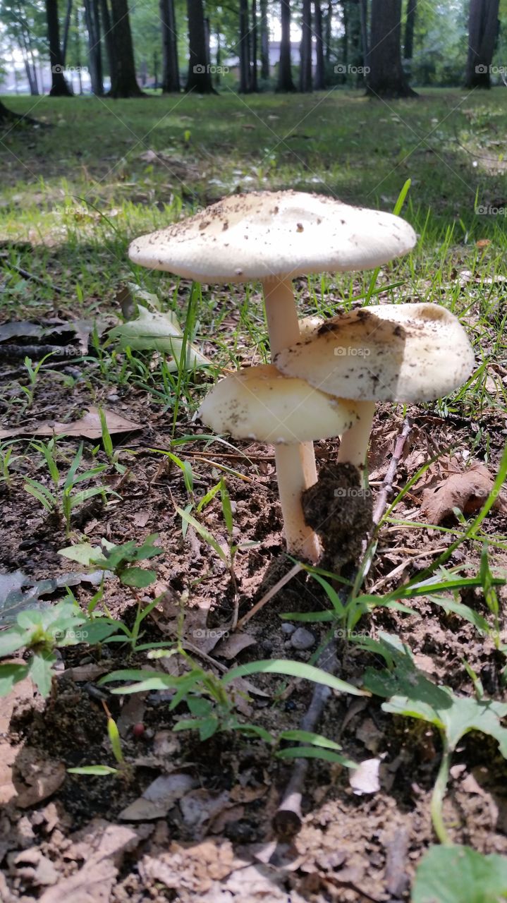 Close-up of mushroom in forest