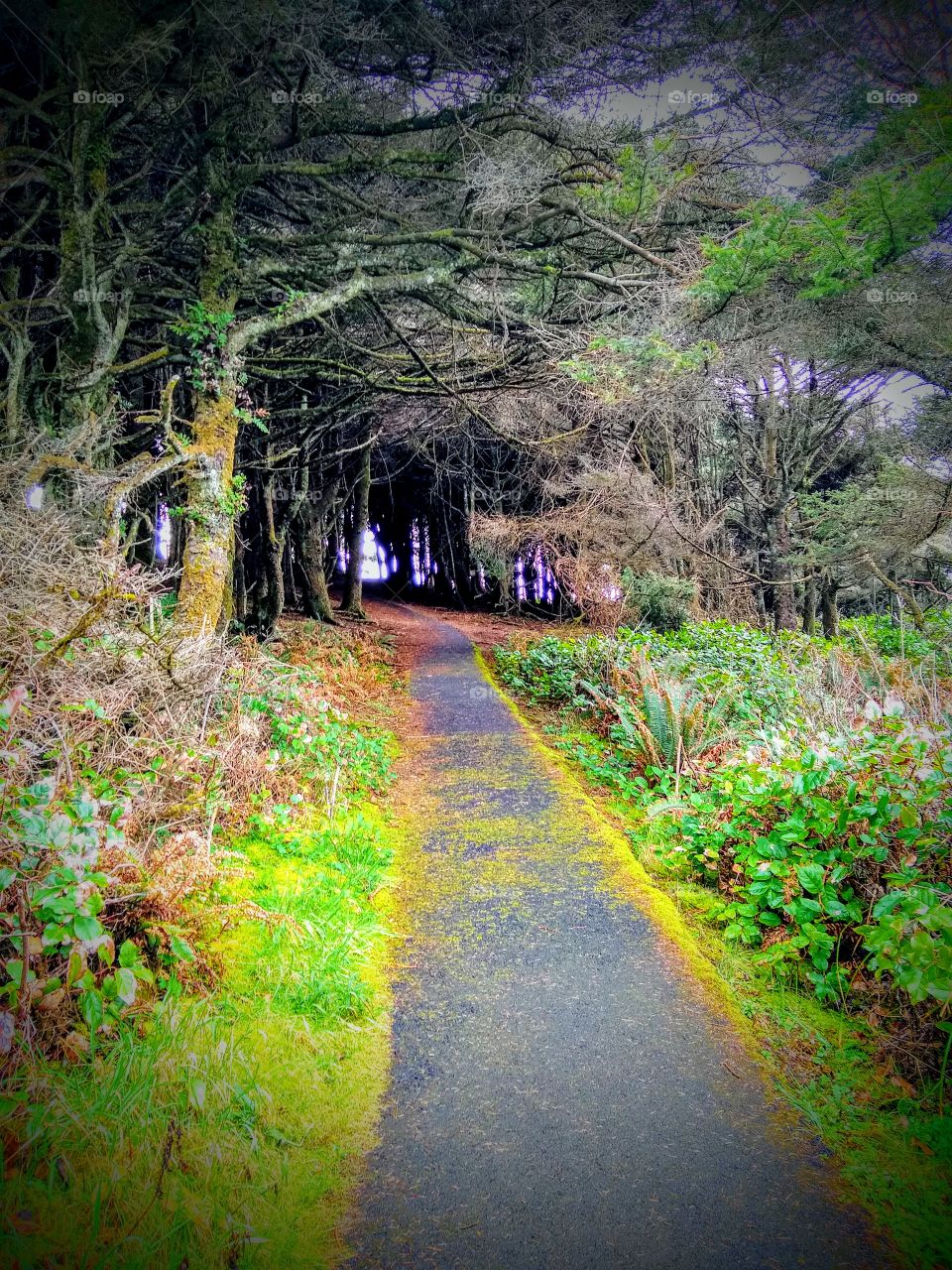 Pathway Towards Thor's Well In All It's Green Glory "Stairway to Heaven"