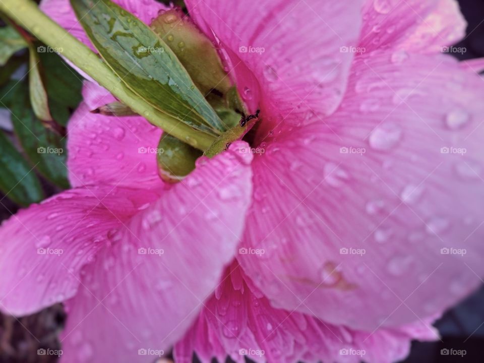 peony petal