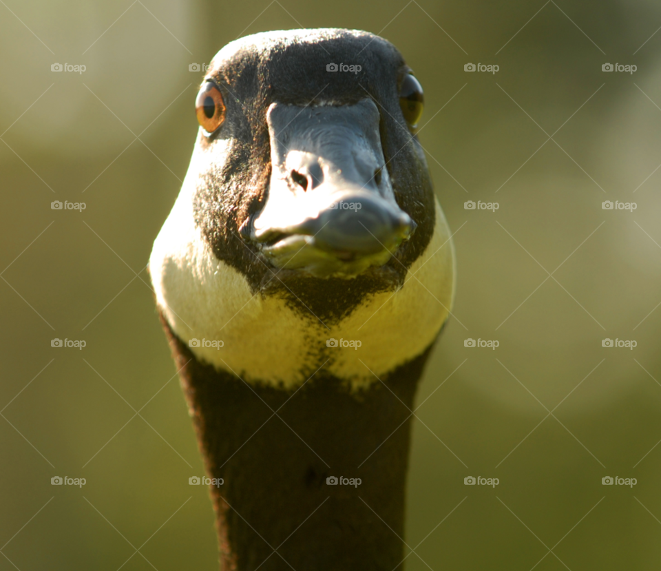 face bird canada beautiful by lightanddrawing