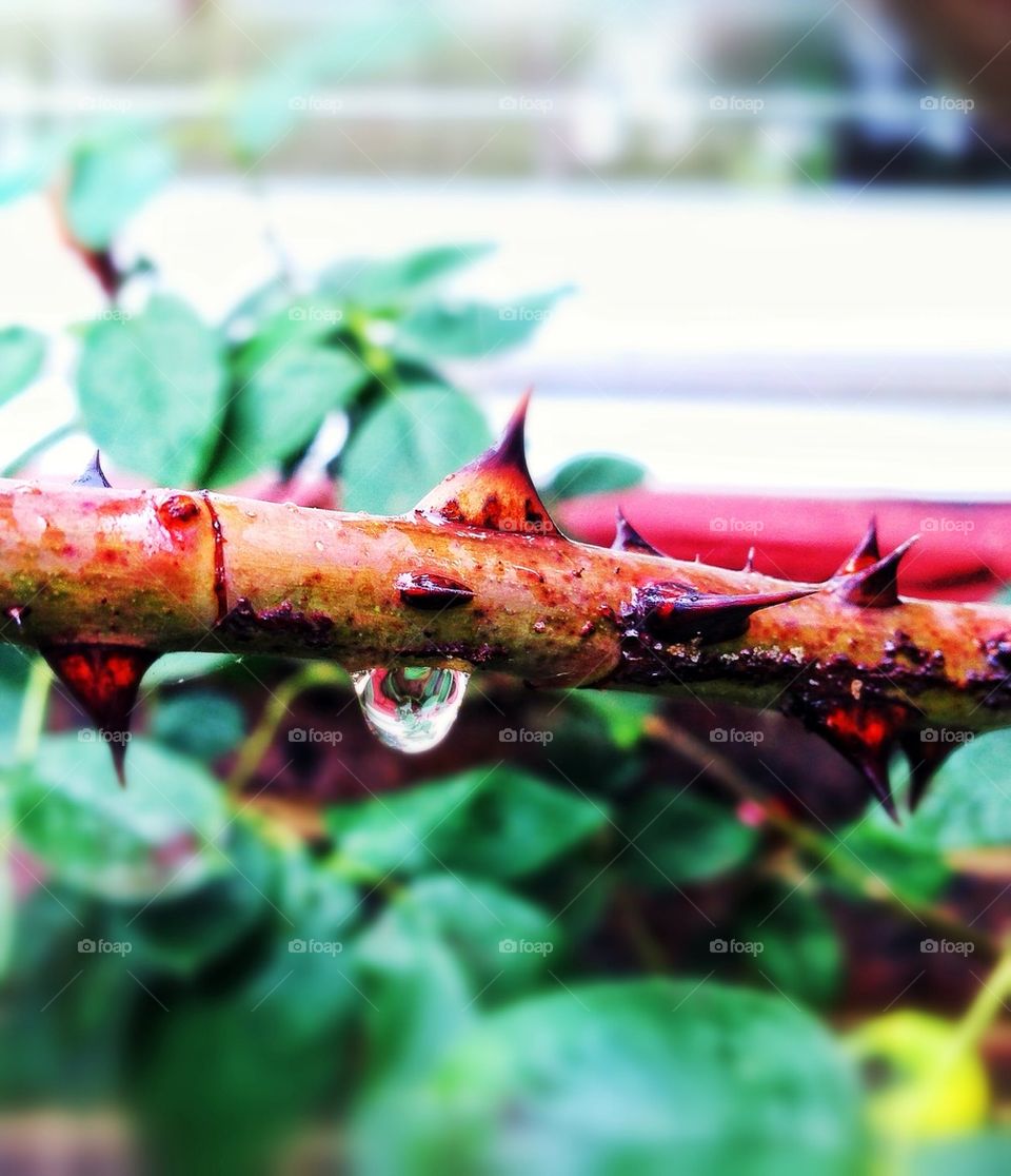garden rain rose stem by hannahdagogo