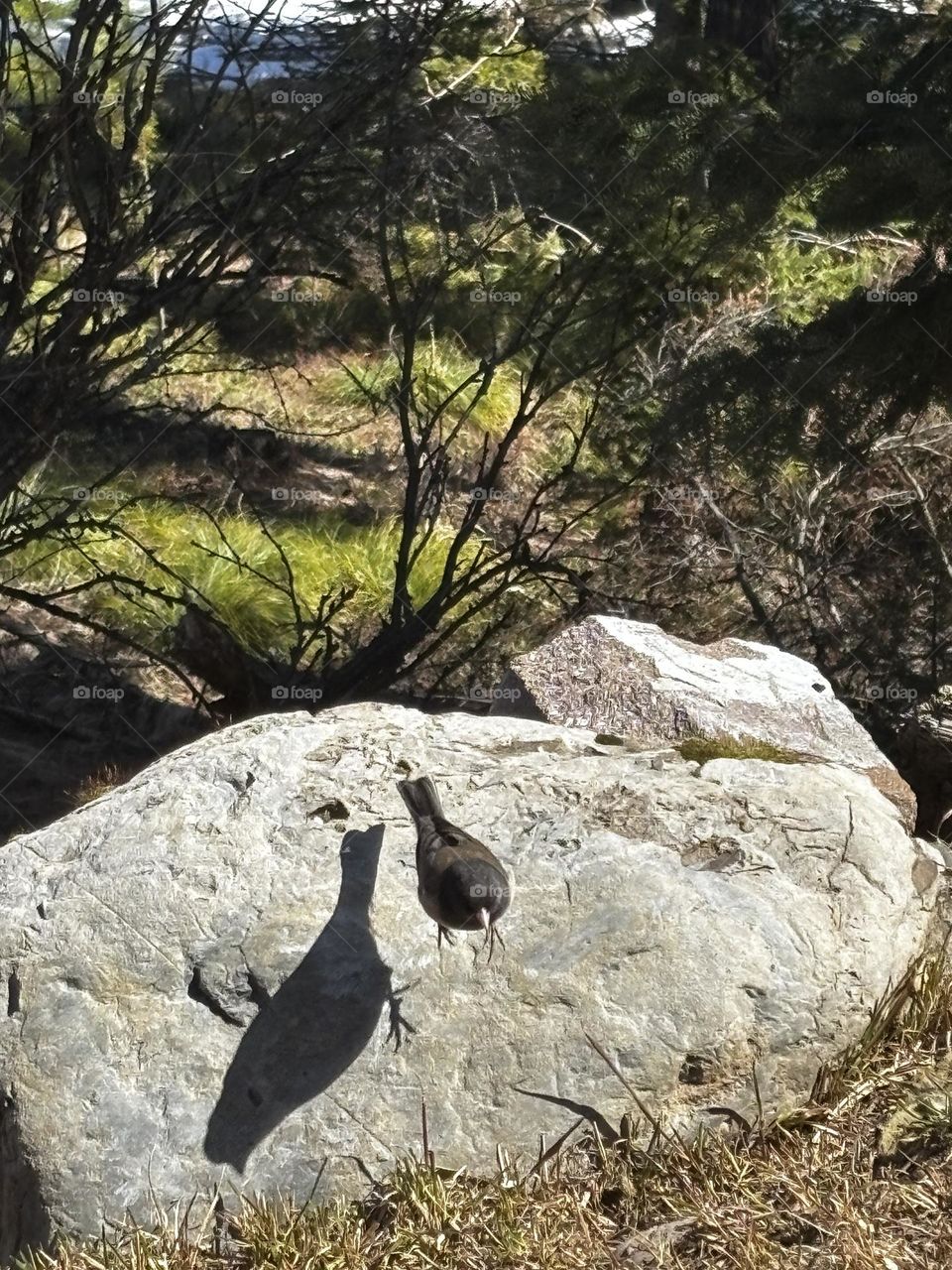 Bird and shadow 