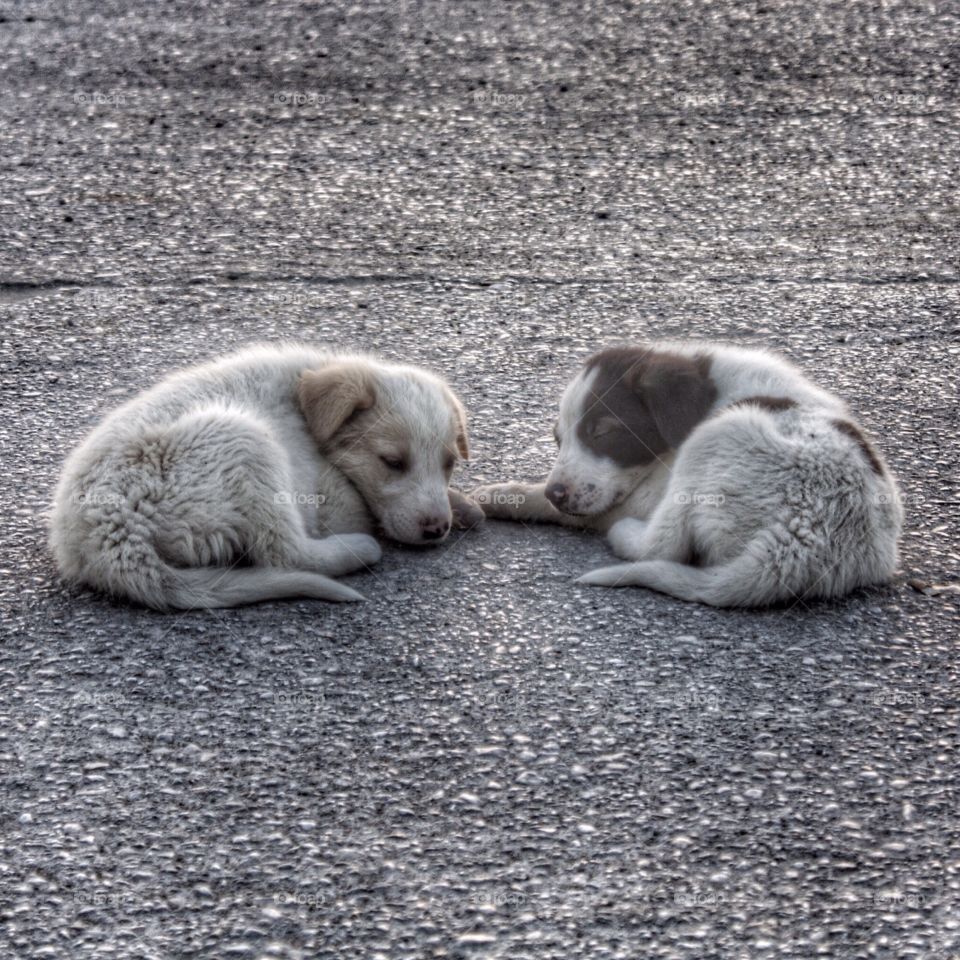 Puppies taking a nap