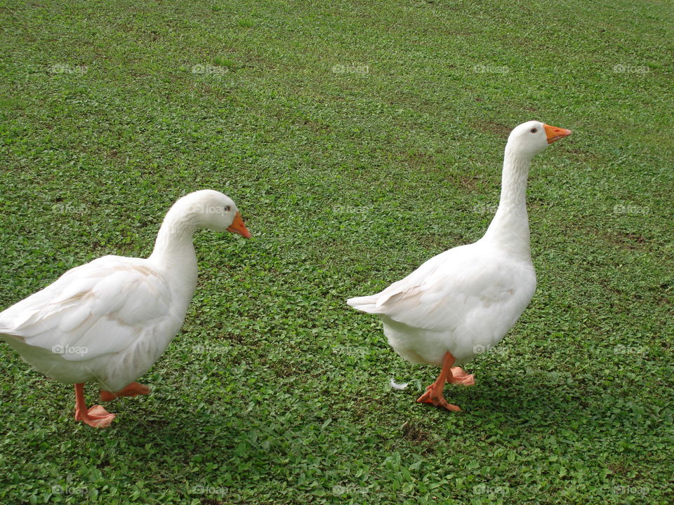 Gooses 