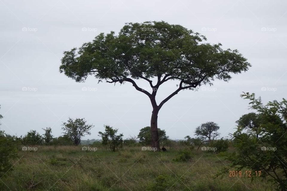 Thorn tree in Kruger National Park