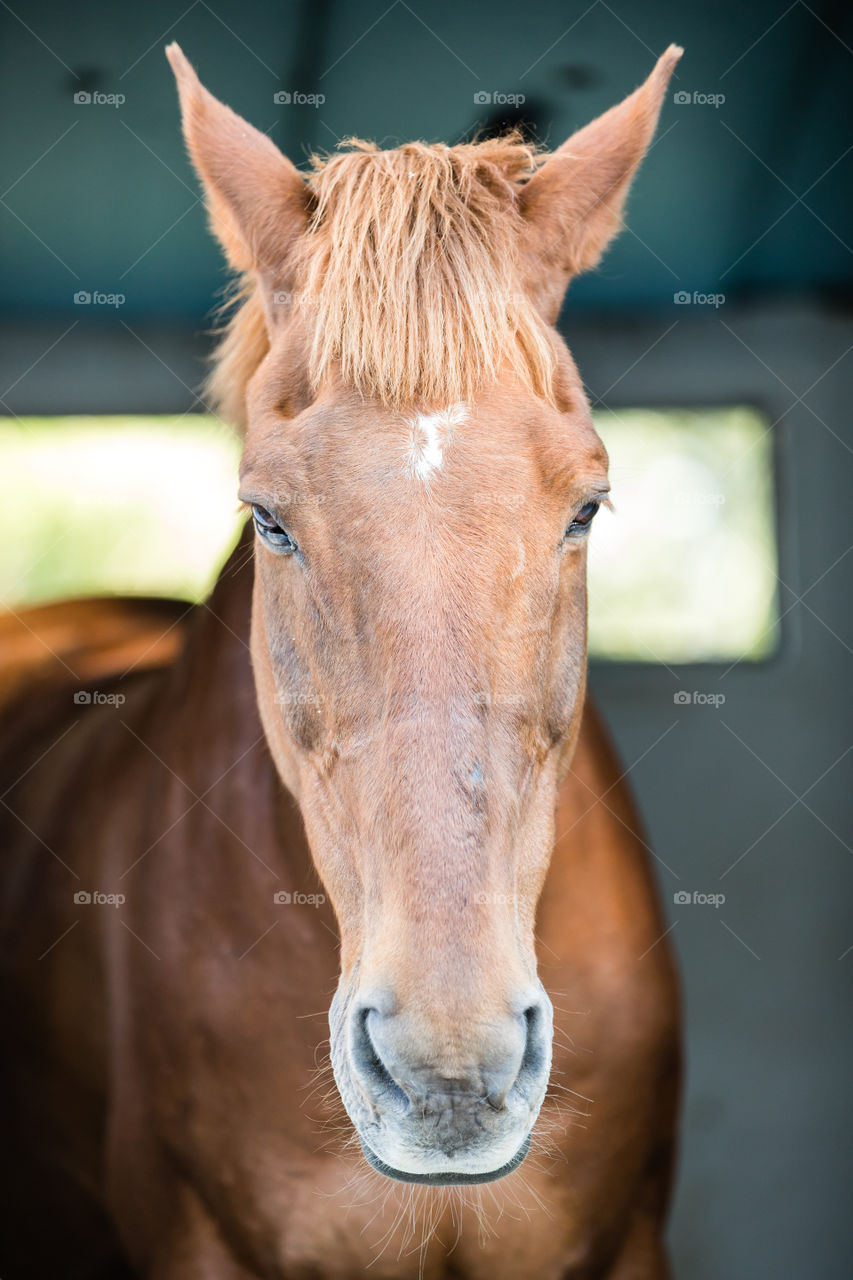 Horse, Cavalry, Mammal, Portrait, Head