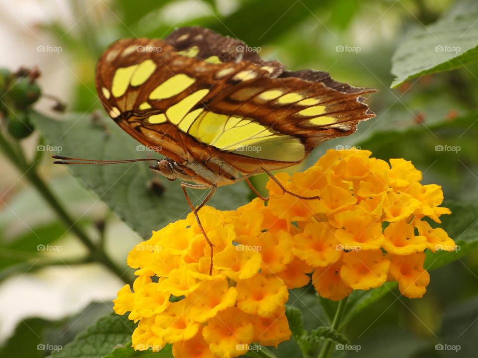 A close up of a butterfly 