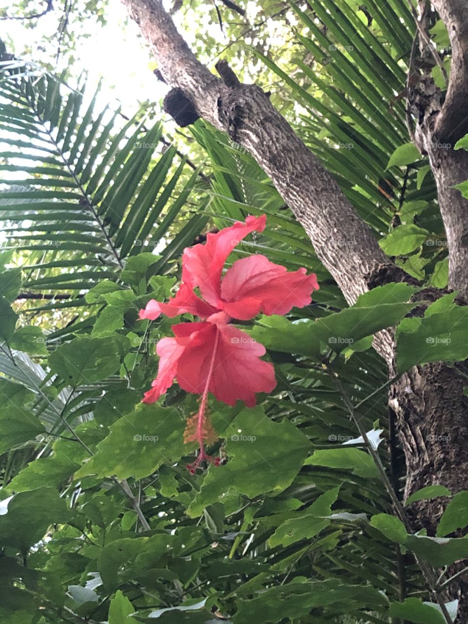 Lone hibiscus 