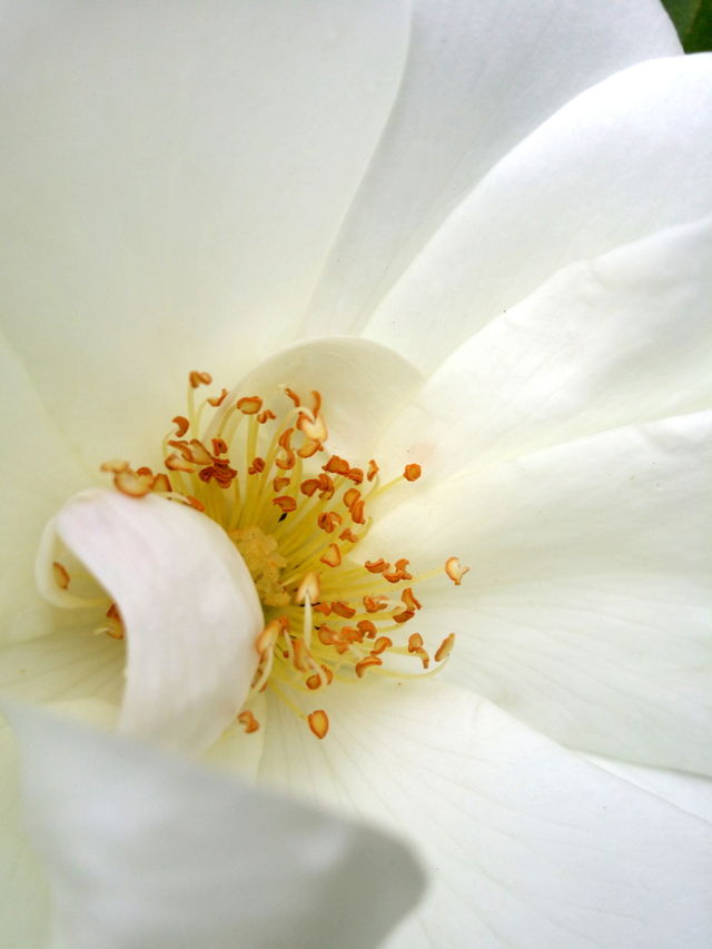 White Rose