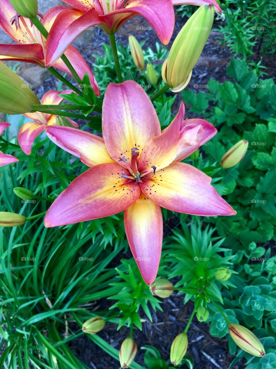 Lily pink and yellow