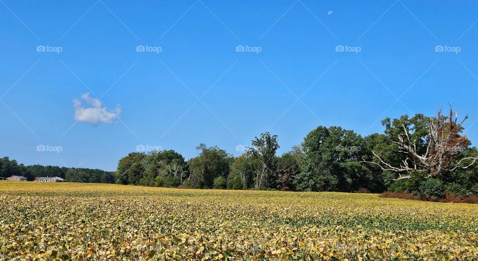 Countryside Harvest Soybean Field Daytime Moon Old Tree Sunny Day Yellow Green Blue Sky In The Country Virginia Fall Season