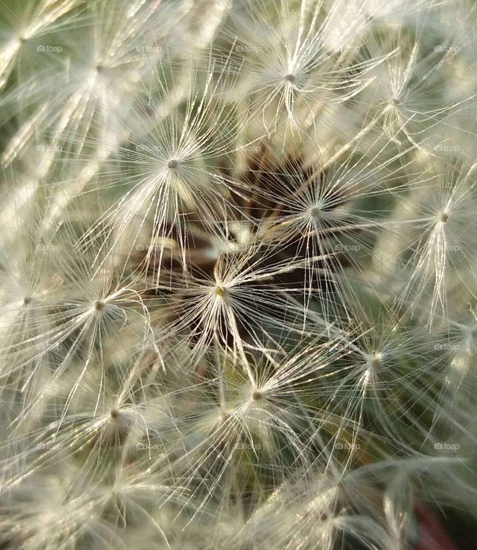 Dandelion blowball close-up