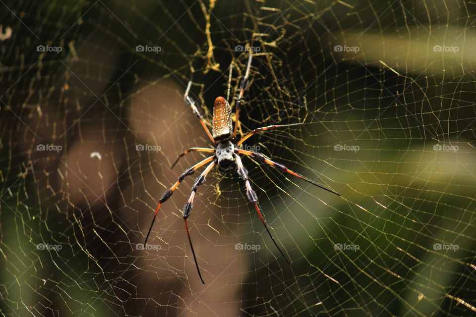 Banana spider