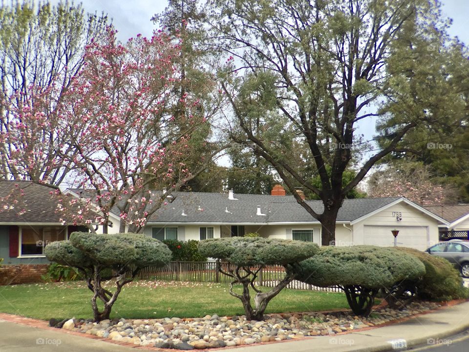 Beautiful front yard 