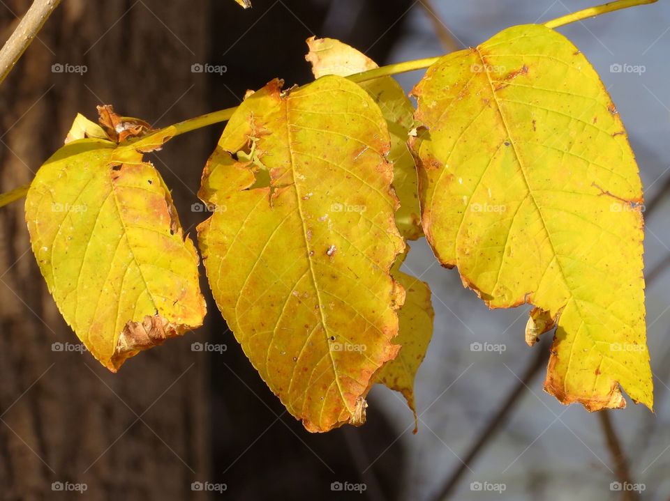Yellow Leaves Of Autumn