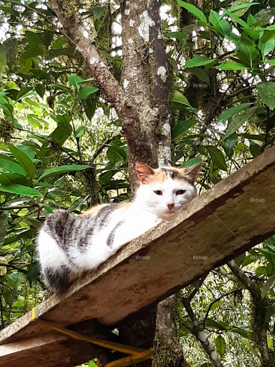 Gatinha linda, desconfiada, prudente melhor ficar no alto para se proteger do perigo.