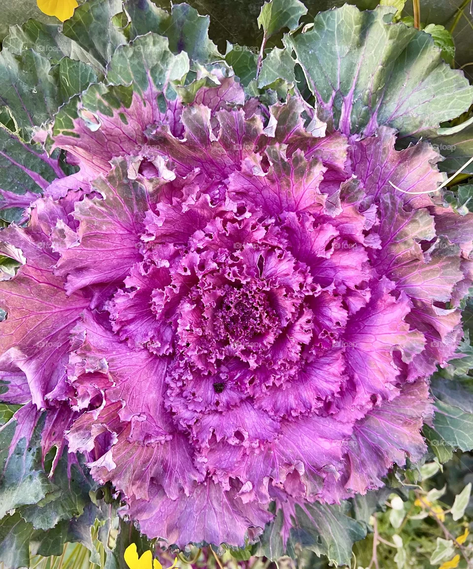 Flower , December 2022 . 